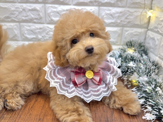 兵庫県のトイプードル(トイ) (ワンキャラット アミーゴ姫路飾磨店/2025年8月3日生まれ/女の子/オレンジフォーン)の子犬の2枚目の画像