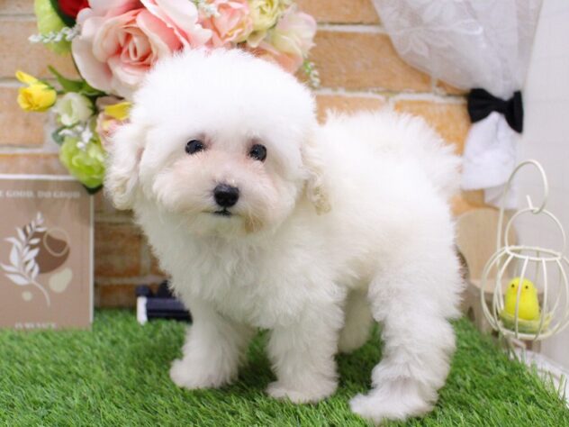 兵庫県のトイプードル(トイ) (ペット・プラザ アミーゴ三田店/2025年9月5日生まれ/女の子/ホワイト)の子犬の2枚目の画像