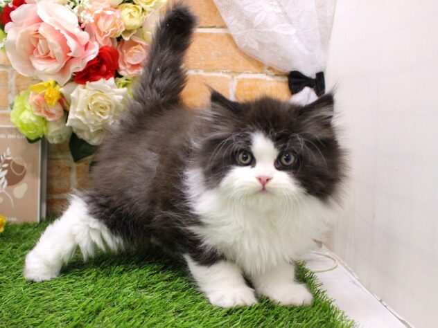 兵庫県のエキゾチック (ペット・プラザ アミーゴ三田店/2025年9月13日生まれ/男の子/ブラックスモーク&ホワイト)の子猫の3枚目の画像