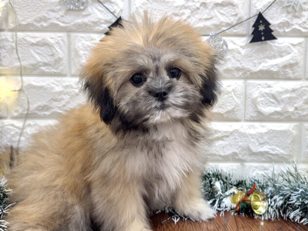 兵庫県のハーフ犬・ミックス犬 (ワンキャラット アミーゴ姫路飾磨店/2025年8月3日生まれ/男の子/フォーン)の子犬の3枚目の画像