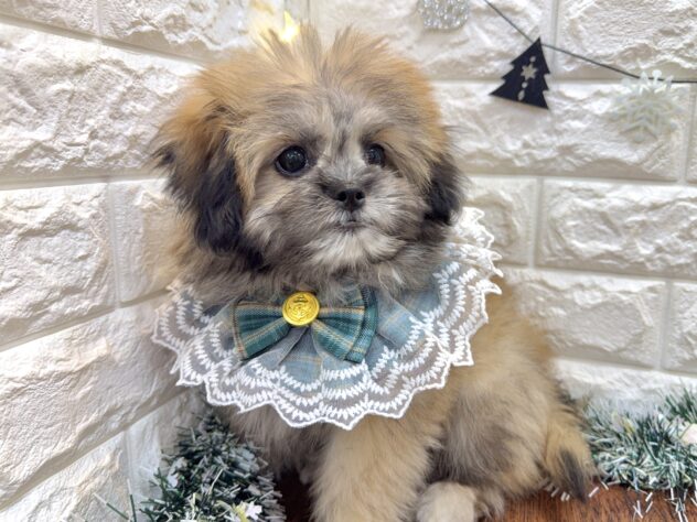 兵庫県のハーフ犬・ミックス犬 (ワンキャラット アミーゴ姫路飾磨店/2025年8月3日生まれ/男の子/フォーン)の子犬の4枚目の画像