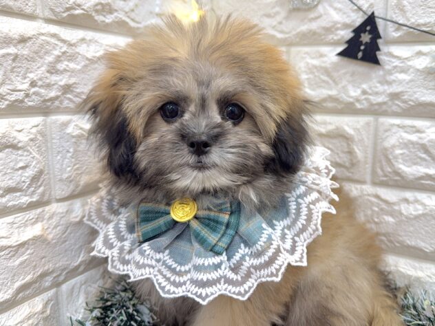 兵庫県のハーフ犬・ミックス犬 (ワンキャラット アミーゴ姫路飾磨店/2025年8月3日生まれ/男の子/フォーン)の子犬の1枚目の画像