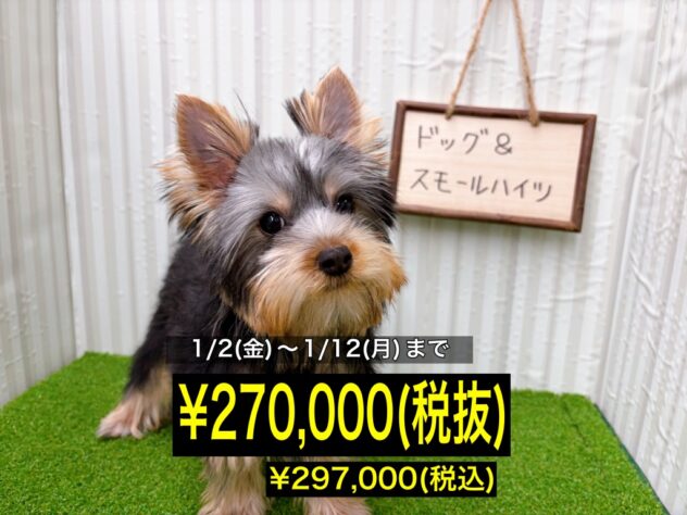 岡山県のヨークシャーテリア (アミーゴ倉敷店/2025年9月13日生まれ/女の子/スチールブルータン)の子犬の1枚目の画像