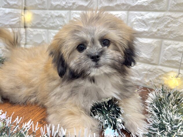 兵庫県のハーフ犬・ミックス犬 (ワンキャラット アミーゴ姫路飾磨店/2025年8月3日生まれ/男の子/フォーン)の子犬の2枚目の画像