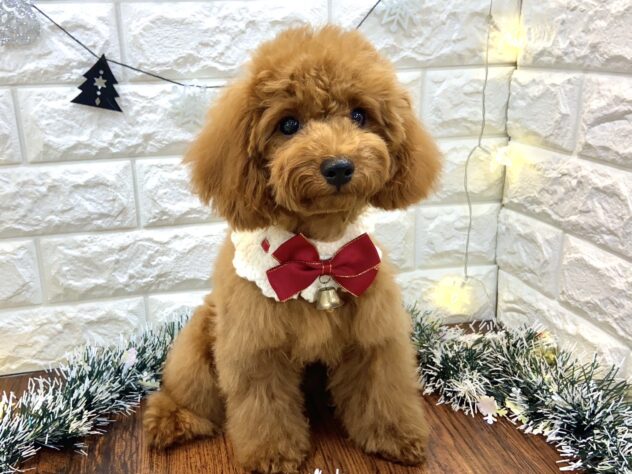 兵庫県のトイプードル(トイ) (ワンキャラット アミーゴ姫路飾磨店/2025年7月3日生まれ/女の子/レッドフォーン)の子犬の2枚目の画像