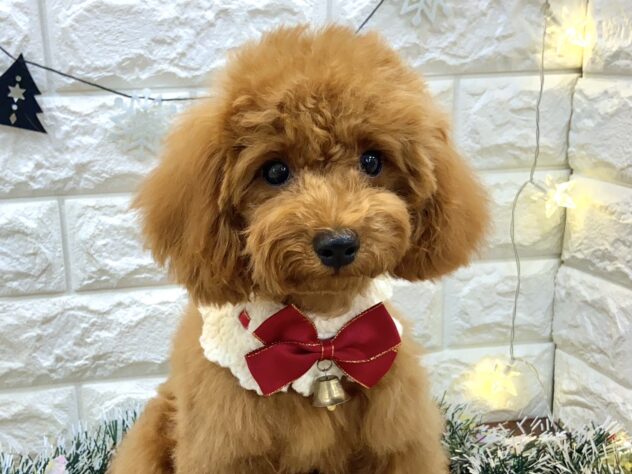 兵庫県のトイプードル(トイ) (ワンキャラット アミーゴ姫路飾磨店/2025年7月3日生まれ/女の子/レッドフォーン)の子犬の1枚目の画像