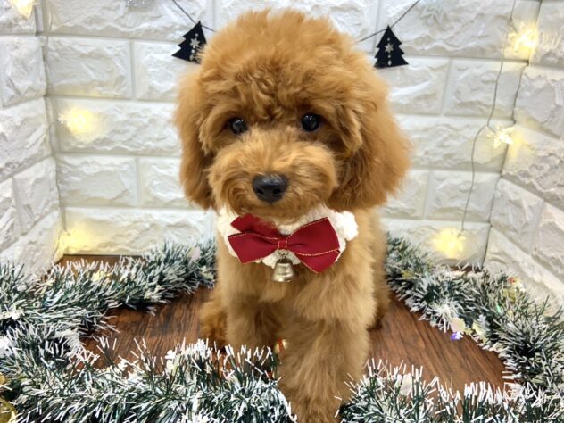 兵庫県のトイプードル(トイ) (ワンキャラット アミーゴ姫路飾磨店/2025年7月3日生まれ/女の子/レッドフォーン)の子犬の4枚目の画像