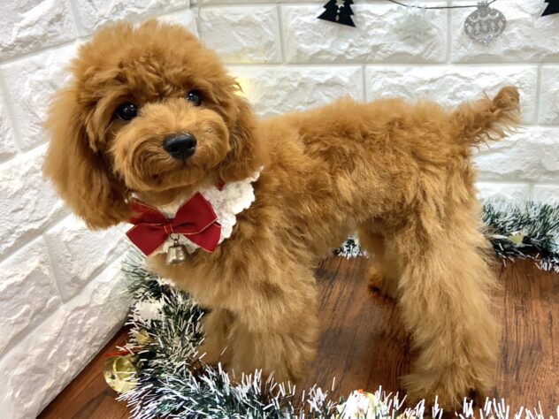 兵庫県のトイプードル(トイ) (ワンキャラット アミーゴ姫路飾磨店/2025年7月3日生まれ/女の子/レッドフォーン)の子犬の3枚目の画像