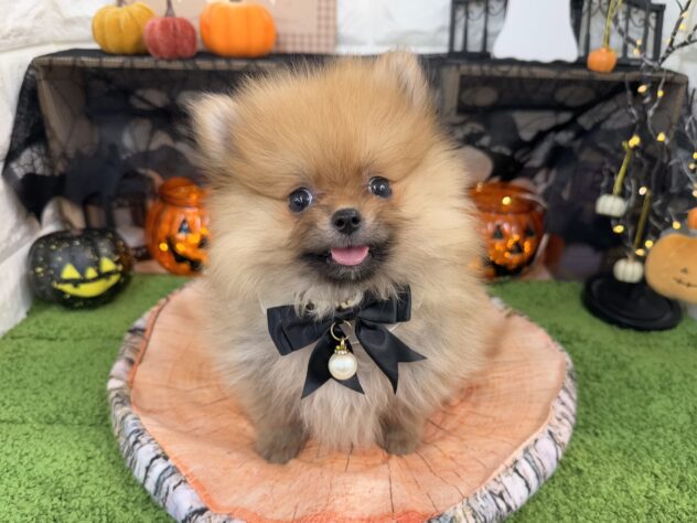 兵庫県のポメラニアン (ワンキャラット アミーゴ姫路花田店/2025年9月5日生まれ/女の子/オレンジ)の子犬の2枚目の画像