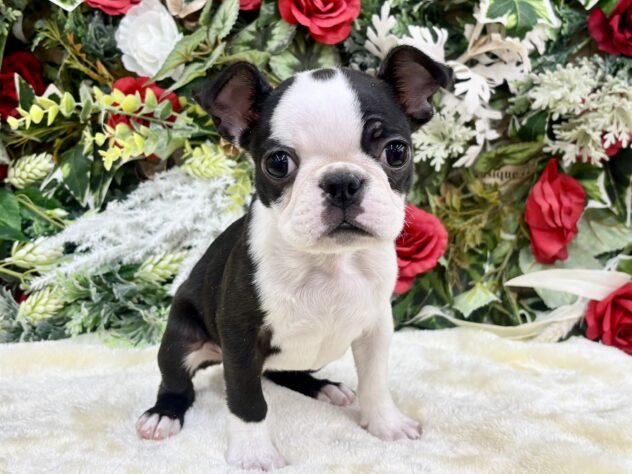 福島県のボストンテリア (アミーゴ郡山南店/2025年9月23日生まれ/女の子/ボストンカラー)の子犬