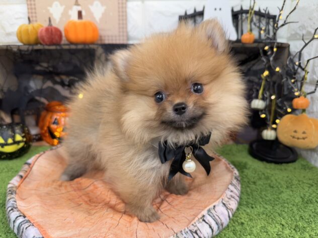 兵庫県のポメラニアン (ワンキャラット アミーゴ姫路花田店/2025年9月5日生まれ/女の子/オレンジ)の子犬の3枚目の画像