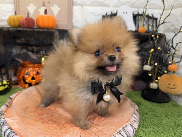 兵庫県のポメラニアン (ワンキャラット アミーゴ姫路花田店/2025年9月5日生まれ/女の子/オレンジ)の子犬の4枚目の画像