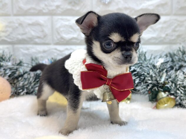 兵庫県のチワワ(ロング) (ワンキャラット アミーゴ姫路飾磨店/2025年9月20日生まれ/男の子/ブラックタンホワイト)の子犬の2枚目の画像