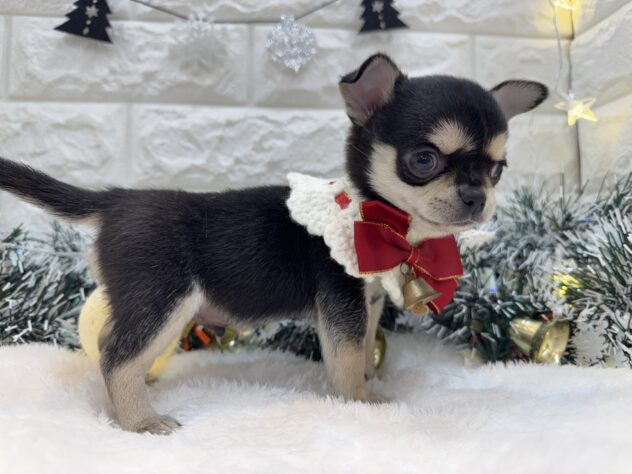 兵庫県のチワワ(ロング) (ワンキャラット アミーゴ姫路飾磨店/2025年9月20日生まれ/男の子/ブラックタンホワイト)の子犬の3枚目の画像