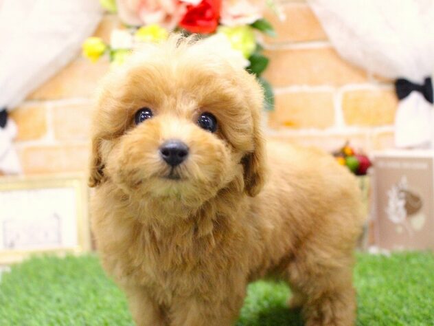 兵庫県のトイプードル(トイ) (ペット・プラザ アミーゴ三田店/2025年9月12日生まれ/女の子/アプリコット)の子犬の3枚目の画像