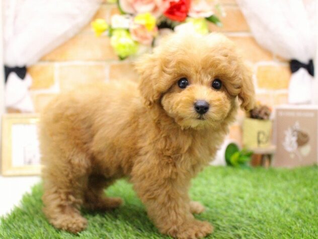 兵庫県のトイプードル(トイ) (ペット・プラザ アミーゴ三田店/2025年9月12日生まれ/女の子/アプリコット)の子犬の2枚目の画像