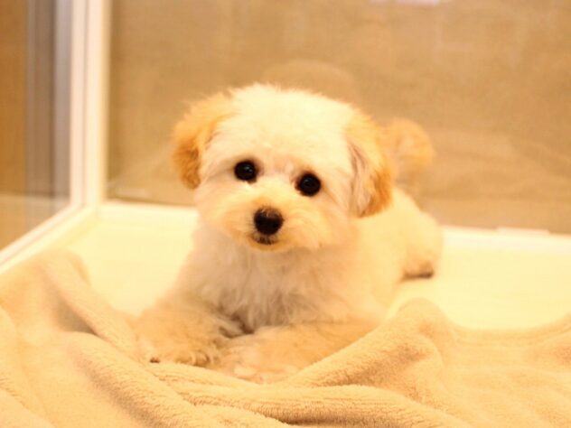 兵庫県のトイプードル(トイ) (ペット・プラザ アミーゴ神戸灘店/2025年9月15日生まれ/女の子/ペールフォーン)の子犬の1枚目の画像