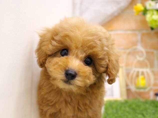 兵庫県のトイプードル(トイ) (ペット・プラザ アミーゴ三田店/2025年9月12日生まれ/女の子/アプリコット)の子犬の1枚目の画像