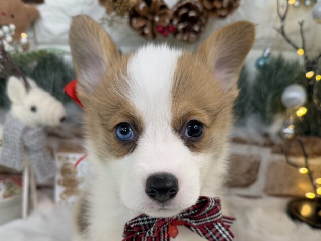 兵庫県のウェルシュコーギーペンブローク (ワンキャラット アミーゴ姫路花田店/2025年9月21日生まれ/女の子/レッドホワイト)の子犬の1枚目の画像