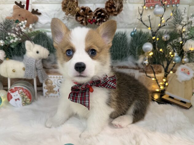 兵庫県のウェルシュコーギーペンブローク (ワンキャラット アミーゴ姫路花田店/2025年9月21日生まれ/女の子/レッドホワイト)の子犬の2枚目の画像