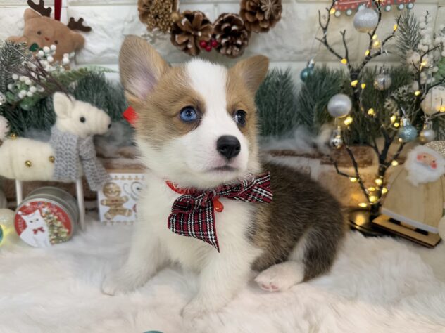 兵庫県のウェルシュコーギーペンブローク (ワンキャラット アミーゴ姫路花田店/2025年9月21日生まれ/女の子/レッドホワイト)の子犬の4枚目の画像