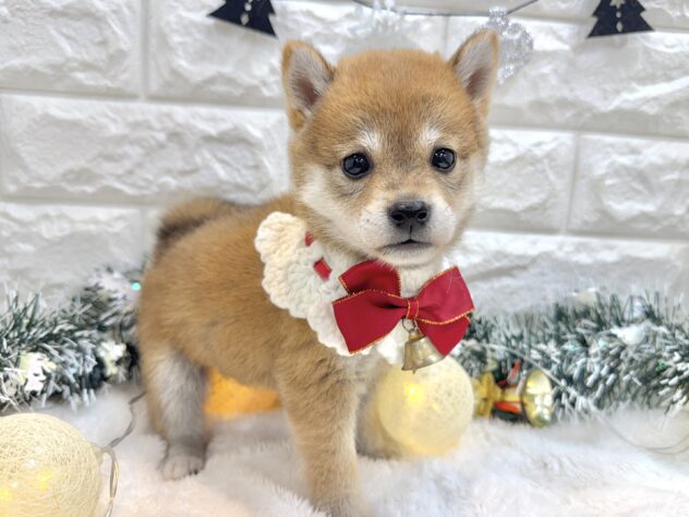 兵庫県の豆柴 (ワンキャラット アミーゴ姫路飾磨店/2025年9月20日生まれ/女の子/赤)の子犬の3枚目の画像