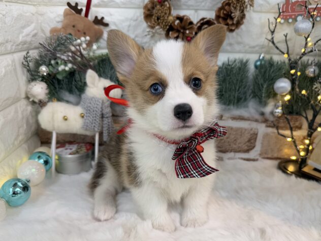 兵庫県のウェルシュコーギーペンブローク (ワンキャラット アミーゴ姫路花田店/2025年9月21日生まれ/女の子/レッドホワイト)の子犬の3枚目の画像