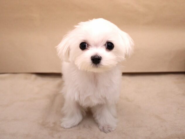 兵庫県のマルチーズ (ペット・プラザ アミーゴ神戸灘店/2025年9月13日生まれ/女の子/ホワイト)の子犬の1枚目の画像