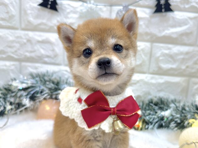 兵庫県の豆柴 (ワンキャラット アミーゴ姫路飾磨店/2025年9月20日生まれ/女の子/赤)の子犬の1枚目の画像