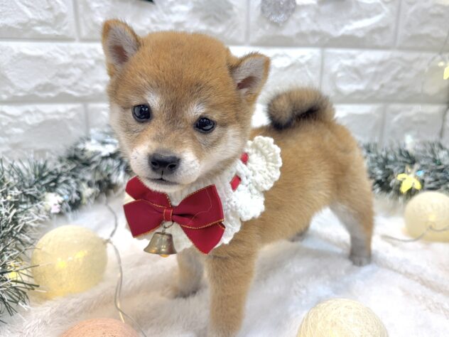 兵庫県の豆柴 (ワンキャラット アミーゴ姫路飾磨店/2025年9月20日生まれ/女の子/赤)の子犬の4枚目の画像