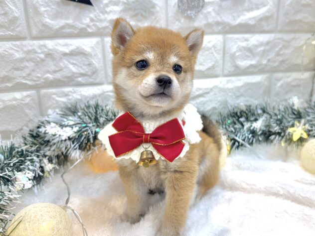 兵庫県の豆柴 (ワンキャラット アミーゴ姫路飾磨店/2025年9月20日生まれ/女の子/赤)の子犬の2枚目の画像