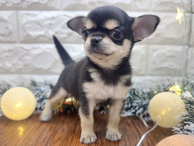 兵庫県のチワワ(ロング) (ワンキャラット アミーゴ姫路飾磨店/2025年9月20日生まれ/男の子/ブラックタンホワイト)の子犬の4枚目の画像