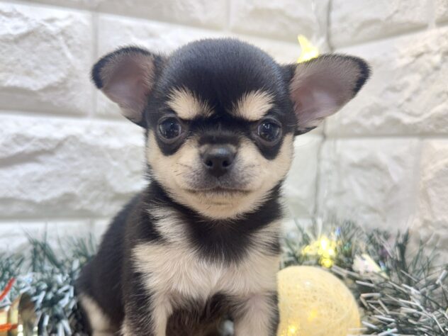 兵庫県のチワワ(ロング) (ワンキャラット アミーゴ姫路飾磨店/2025年9月20日生まれ/男の子/ブラックタンホワイト)の子犬の1枚目の画像