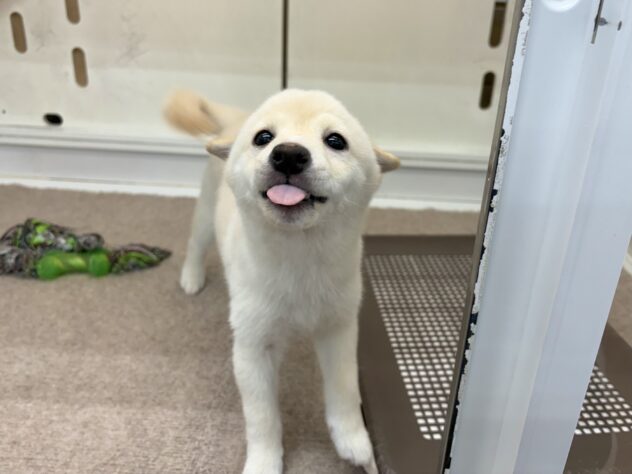 和歌山県の豆柴 (アミーゴ和歌山太田店/2025年9月9日生まれ/女の子/白)の子犬の3枚目の画像