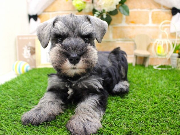 兵庫県のミニチュアシュナウザー (ペット・プラザ アミーゴ三田店/2025年9月24日生まれ/女の子/ソルトペッパー)の子犬の3枚目の画像