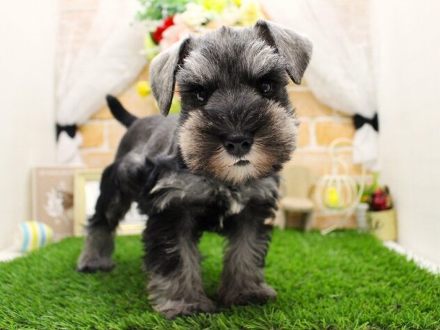 兵庫県のミニチュアシュナウザー (ペット・プラザ アミーゴ三田店/2025年9月24日生まれ/女の子/ソルトペッパー)の子犬の2枚目の画像