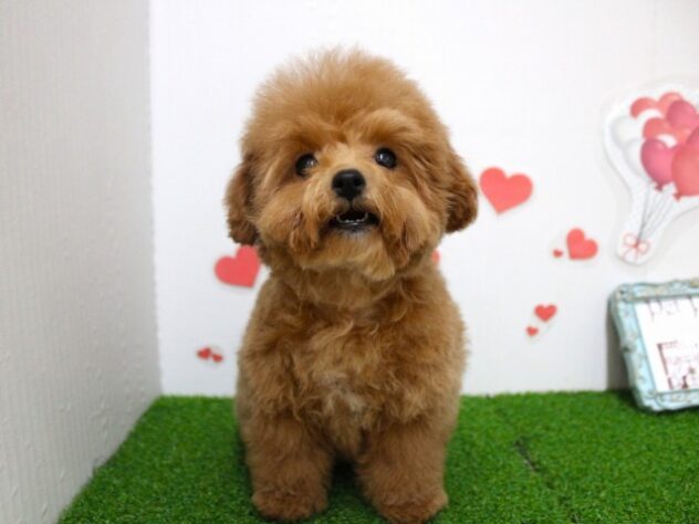 兵庫県のトイプードル(トイ) (ペット・プラザ アミーゴ尼崎昭和通店/2025年10月22日生まれ/男の子/オレンジフォーン)の子犬の1枚目の画像
