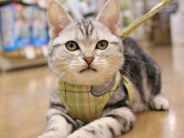 兵庫県のアメリカンショートヘアー (ペット・プラザ アミーゴ三田店/2025年7月26日生まれ/女の子/シルバータビー)の子猫の4枚目の画像