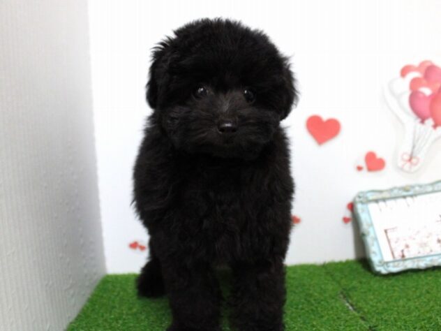 兵庫県のトイプードル(トイ) (ペット・プラザ アミーゴ尼崎昭和通店/2025年11月19日生まれ/男の子/ブラック)の子犬の1枚目の画像