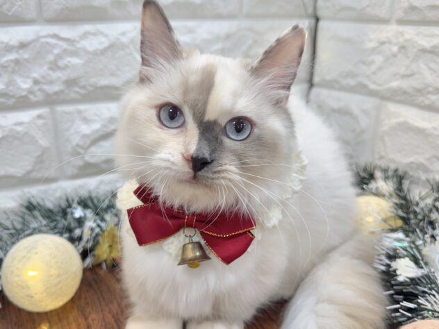 兵庫県のマンチカン (ワンキャラット アミーゴ姫路飾磨店/2025年6月20日生まれ/女の子/ブルートーティポイントホワイト)の子猫の1枚目の画像