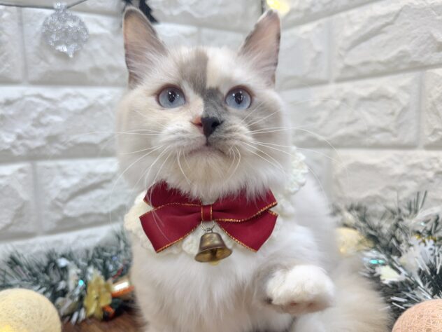 兵庫県のマンチカン (ワンキャラット アミーゴ姫路飾磨店/2025年6月20日生まれ/女の子/ブルートーティポイントホワイト)の子猫の2枚目の画像