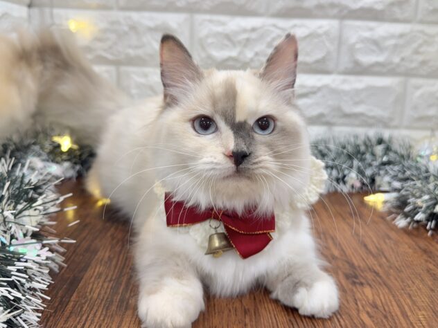 兵庫県のマンチカン (ワンキャラット アミーゴ姫路飾磨店/2025年6月20日生まれ/女の子/ブルートーティポイントホワイト)の子猫の3枚目の画像