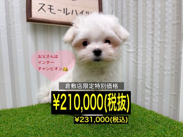 岡山県のマルチーズ (アミーゴ倉敷店/2025年9月27日生まれ/女の子/ホワイト)の子犬の1枚目の画像