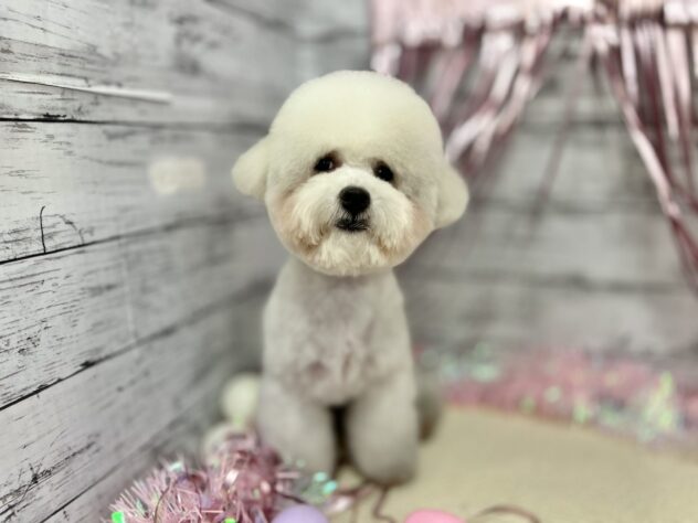 岩手県のビションフリーゼ (アミーゴ一関店/2025年6月10日生まれ/女の子/ホワイト)の子犬