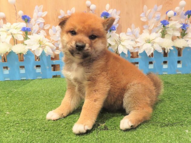 兵庫県の柴犬(標準サイズ) (アミーゴ伊丹店/2025年9月11日生まれ/男の子/赤)の子犬の2枚目の画像