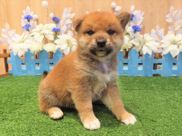 兵庫県の柴犬(標準サイズ) (アミーゴ伊丹店/2025年9月11日生まれ/男の子/赤)の子犬の1枚目の画像