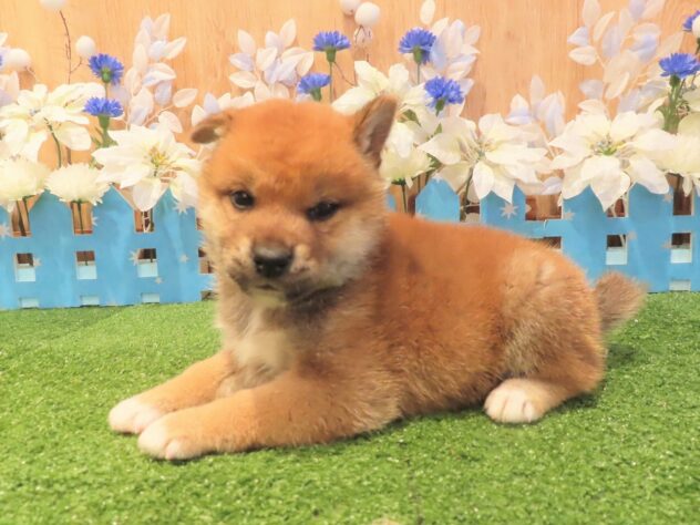 兵庫県の柴犬(標準サイズ) (アミーゴ伊丹店/2025年9月11日生まれ/男の子/赤)の子犬の3枚目の画像