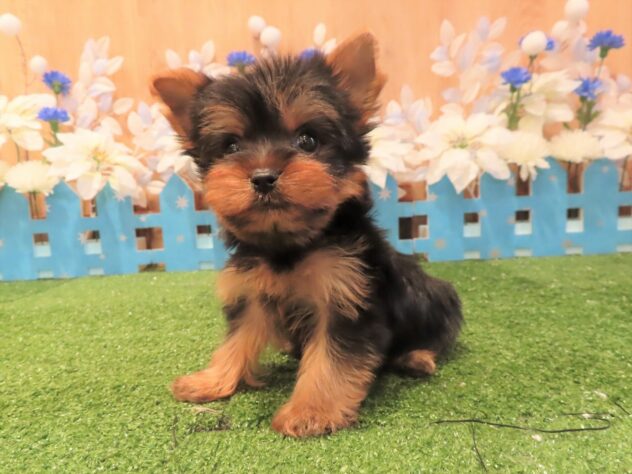 兵庫県のヨークシャーテリア (アミーゴ伊丹店/2025年9月17日生まれ/女の子/スチールブルータン)の子犬の1枚目の画像