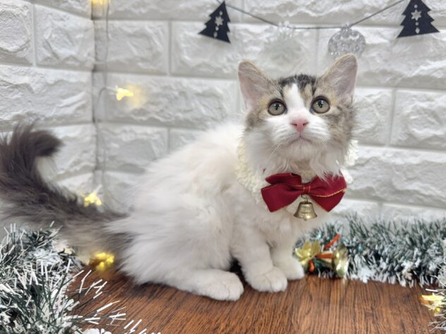 兵庫県のセルカークレックス (ワンキャラット アミーゴ姫路飾磨店/2025年8月24日生まれ/女の子/ブラウンティックドタビーホワイト)の子猫の2枚目の画像