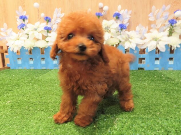 兵庫県のトイプードル(トイ) (アミーゴ伊丹店/2025年9月12日生まれ/女の子/レッドフォーン)の子犬の3枚目の画像